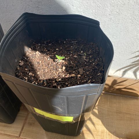 My first Lemon Kush Auto growlog timeline photo
