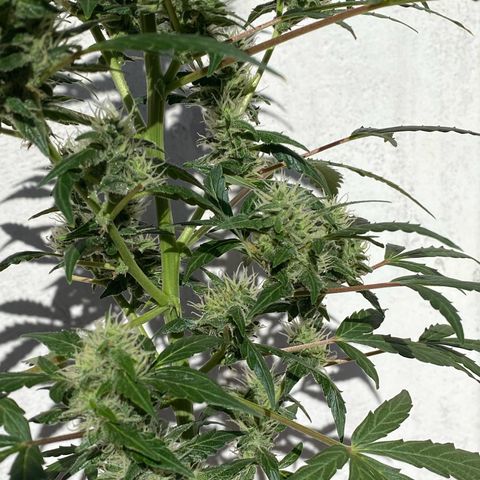 My first Orange Sherbert Auto growlog photo: Flowers getting bigger 
