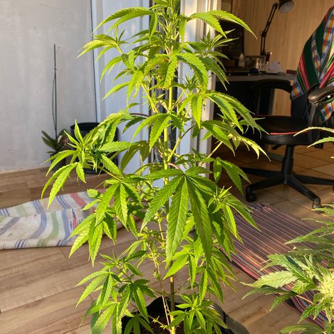 Original Skunk #1  growlog timeline photo