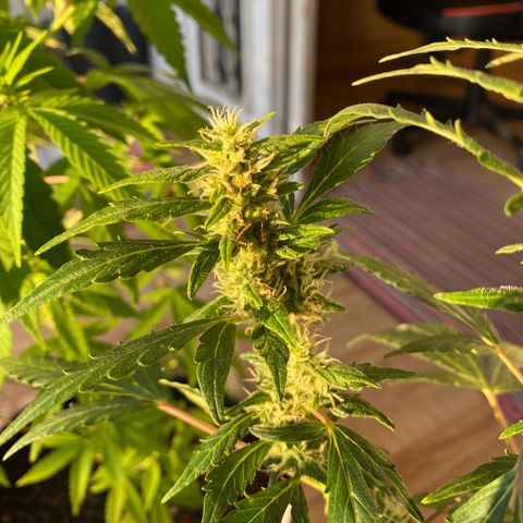 My first Orange Sherbert Auto growlog timeline photo