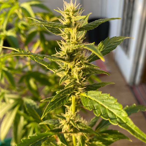 My first Orange Sherbert Auto growlog timeline photo