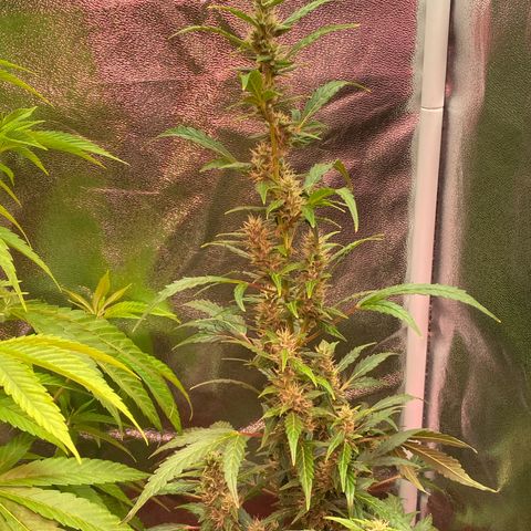 My first Orange Sherbert Auto growlog timeline photo