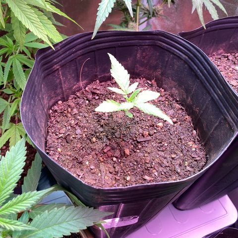 My first Northern Lights Auto growlog timeline photo