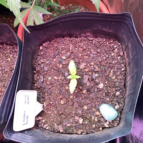 My first Lemon Kush Auto growlog timeline photo