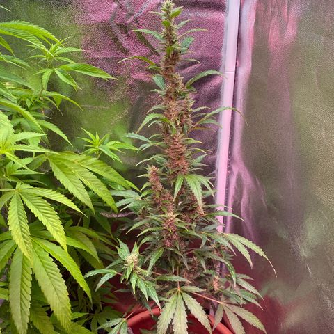 My first Orange Sherbert Auto growlog timeline photo