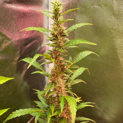 My first Orange Sherbert Auto growlog timeline photo