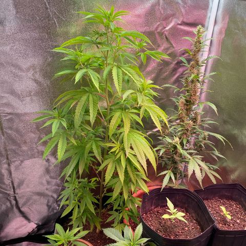 Original Skunk #1  growlog timeline photo