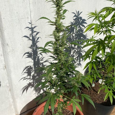 My first Orange Sherbert Auto growlog timeline photo