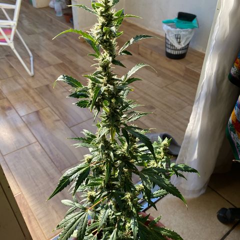My first Orange Sherbert Auto growlog timeline photo