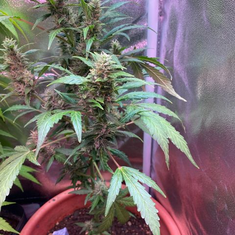My first Orange Sherbert Auto growlog timeline photo