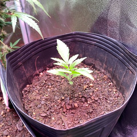 My first Northern Lights Auto growlog timeline photo