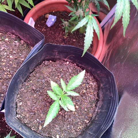 My first Northern Lights Auto growlog timeline photo