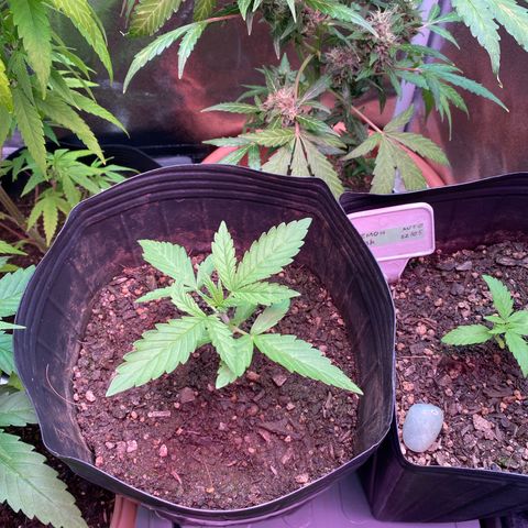 My first Northern Lights Auto growlog timeline photo