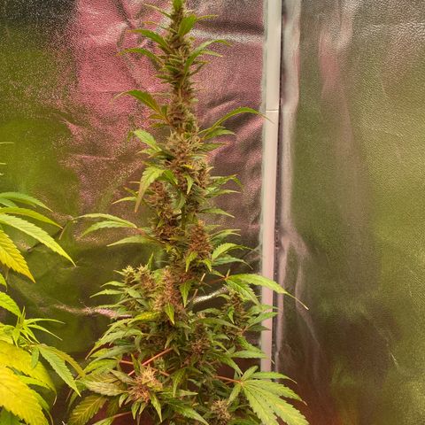My first Orange Sherbert Auto growlog timeline photo