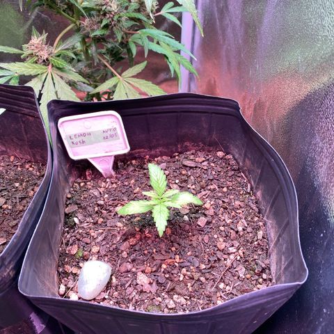 My first Lemon Kush Auto growlog timeline photo