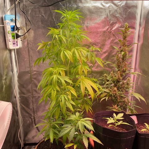Original Skunk #1  growlog timeline photo
