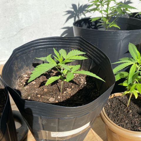 My first Northern Lights Auto growlog photo: Is this plant in the beginning of the vegetative state?