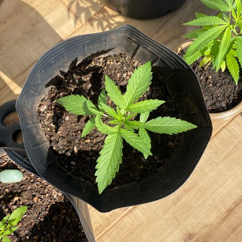 My first Northern Lights Auto growlog photo: Is this plant in the beginning of the vegetative state?