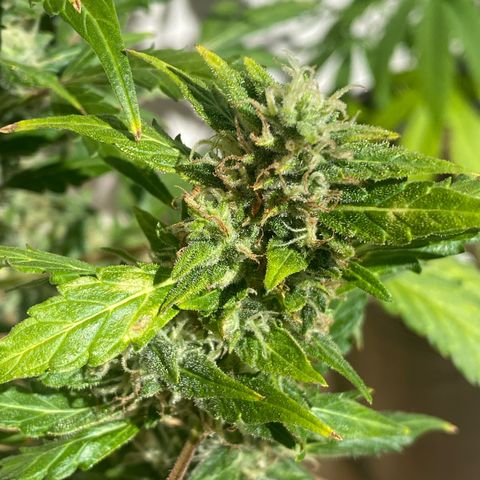 My first Orange Sherbert Auto growlog timeline photo