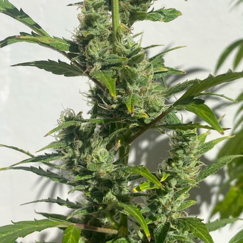 My first Orange Sherbert Auto growlog timeline photo