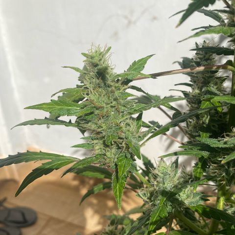 My first Orange Sherbert Auto growlog timeline photo