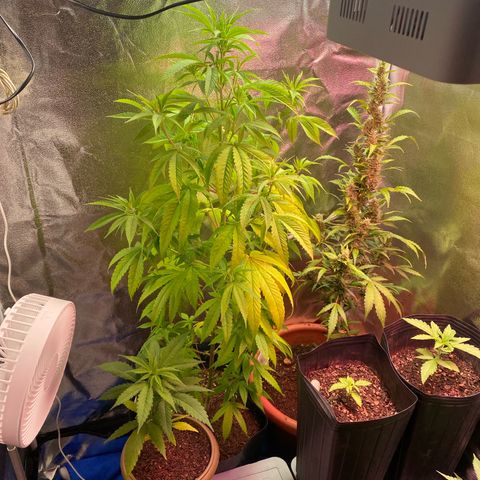 Original Skunk #1  growlog timeline photo