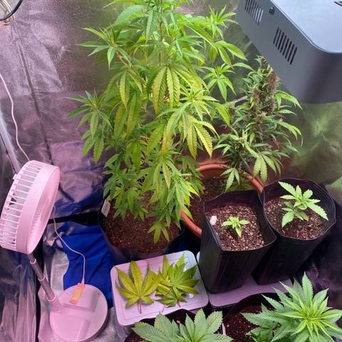 Original Skunk #1  growlog timeline photo