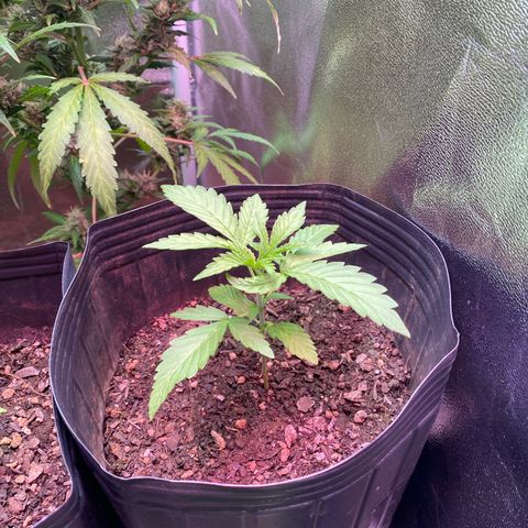 My first Northern Lights Auto growlog timeline photo