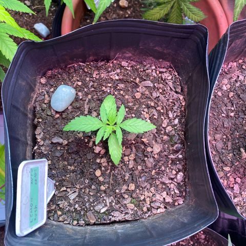 My first Lemon Kush Auto growlog timeline photo