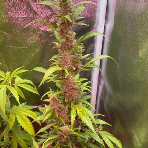 My first Orange Sherbert Auto growlog timeline photo