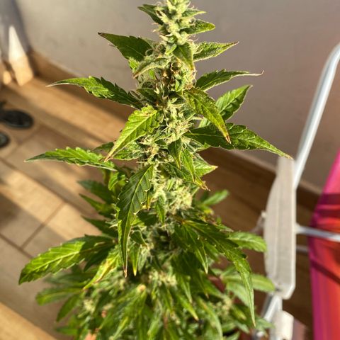 My first Orange Sherbert Auto growlog timeline photo