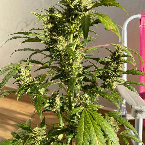 My first Orange Sherbert Auto growlog timeline photo