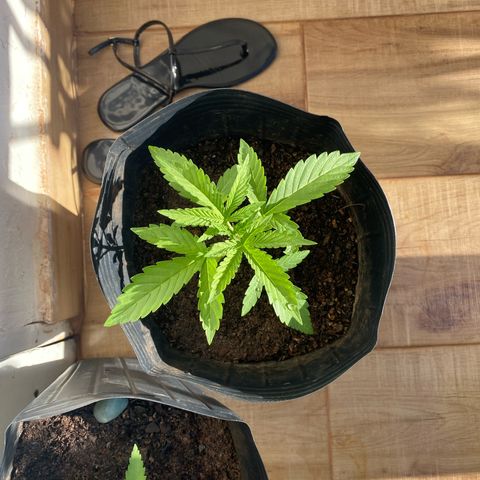 My first Northern Lights Auto growlog timeline photo