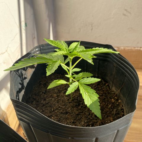 My first Northern Lights Auto growlog timeline photo