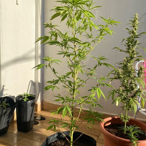 Original Skunk #1  growlog timeline photo