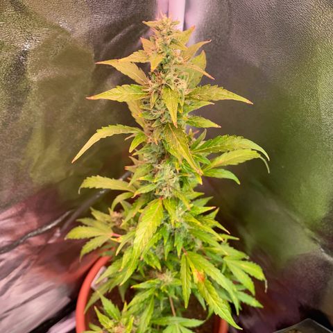My first Orange Sherbert Auto growlog timeline photo