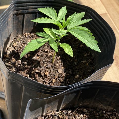 My first Northern Lights Auto growlog timeline photo