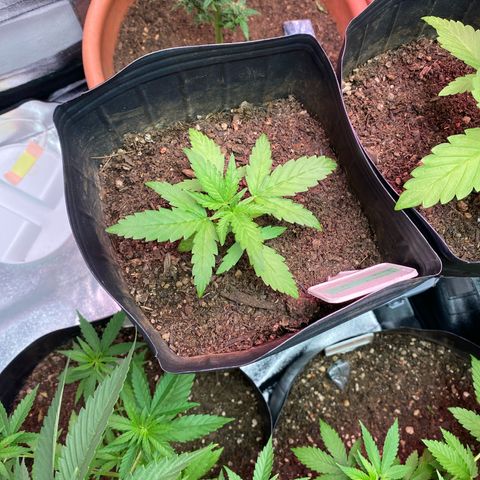 My first Lemon Kush Auto growlog timeline photo