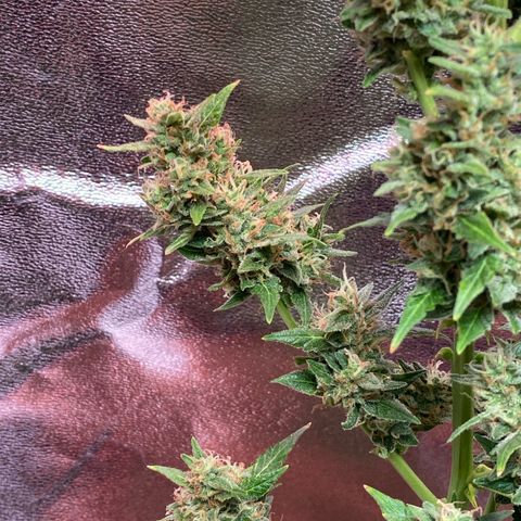 My first Orange Sherbert Auto growlog timeline photo