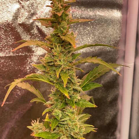 My first Orange Sherbert Auto growlog timeline photo