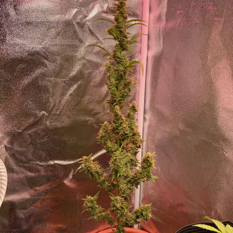 My first Orange Sherbert Auto growlog timeline photo