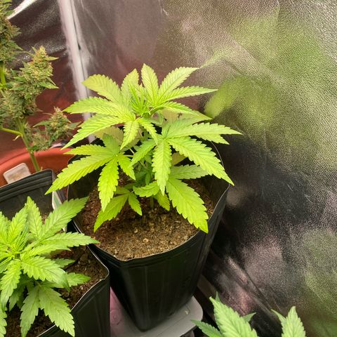 My first Northern Lights Auto growlog timeline photo