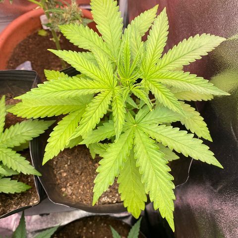 My first Northern Lights Auto growlog timeline photo