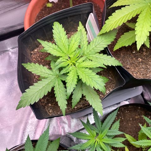 My first Lemon Kush Auto growlog timeline photo