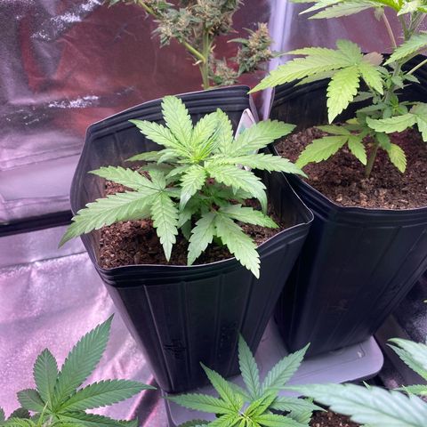 My first Lemon Kush Auto growlog timeline photo