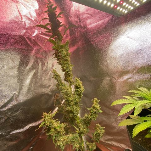 My first Orange Sherbert Auto growlog timeline photo