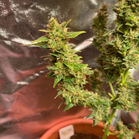 My first Orange Sherbert Auto growlog timeline photo