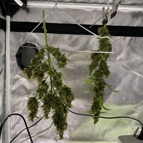 My first Orange Sherbert Auto growlog timeline photo