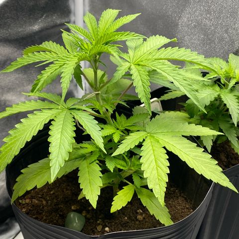 My first Northern Lights Auto growlog timeline photo