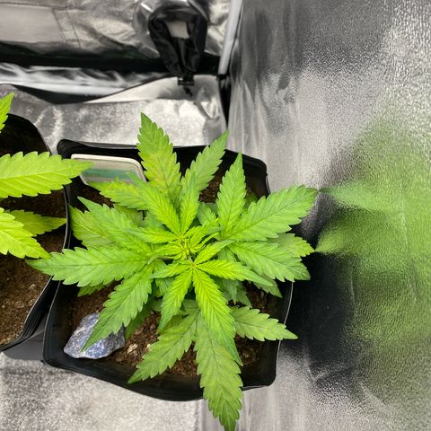My first Lemon Kush Auto growlog timeline photo